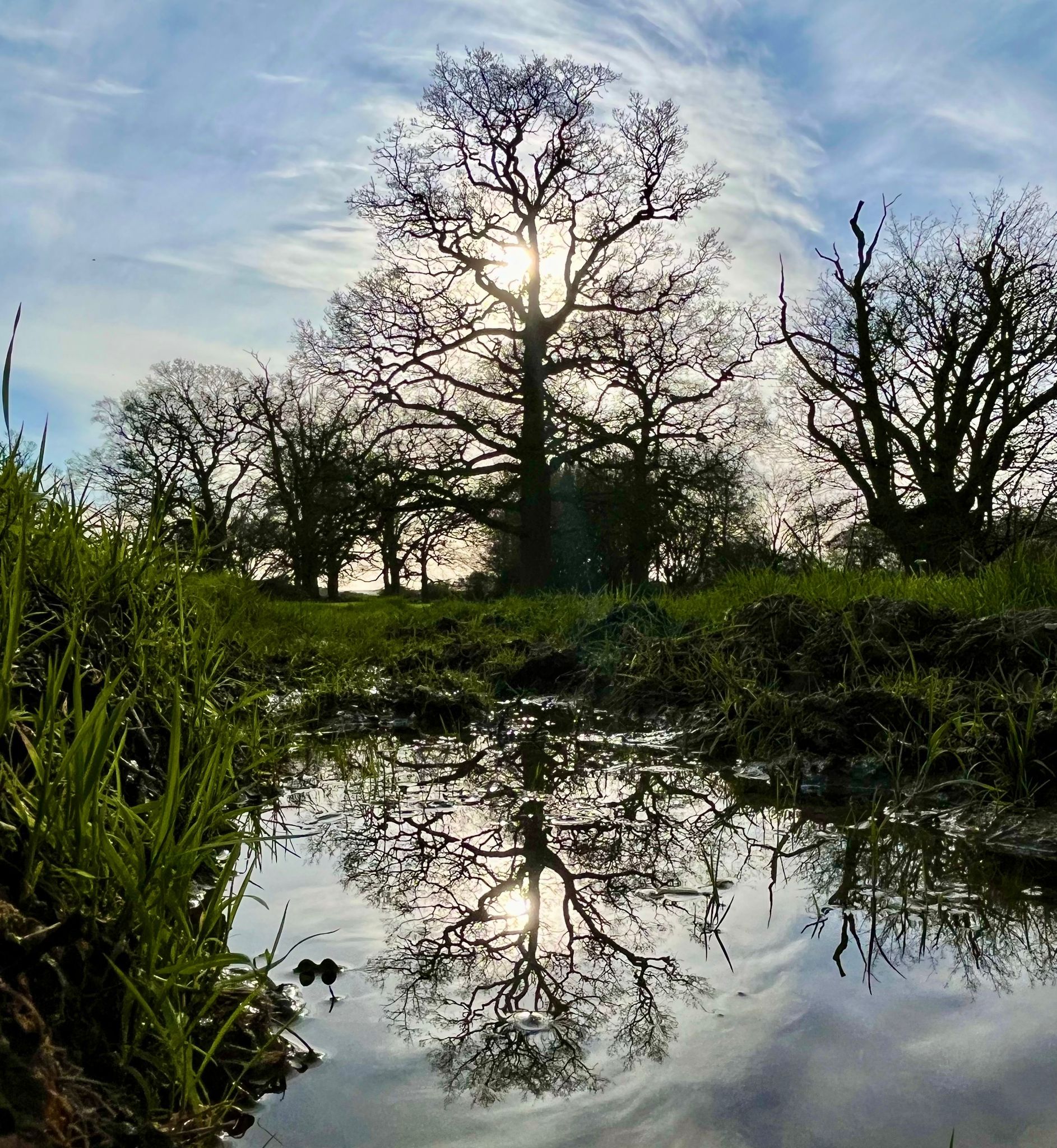 A tree reflected in water